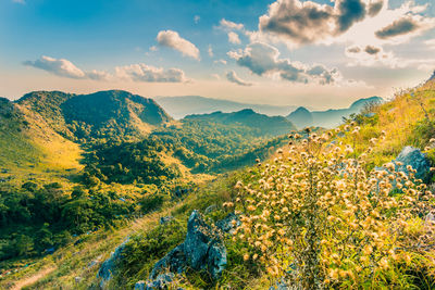 A wild white flower backgrounded with beautiful green mountain peaks range with clear sky and cloud