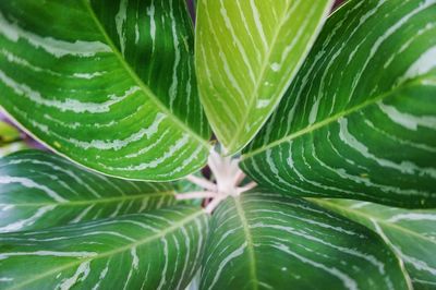 Full frame shot of fresh green leaf