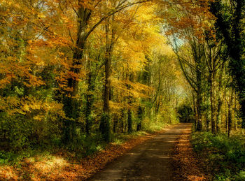 Road amidst trees in forest during autumn