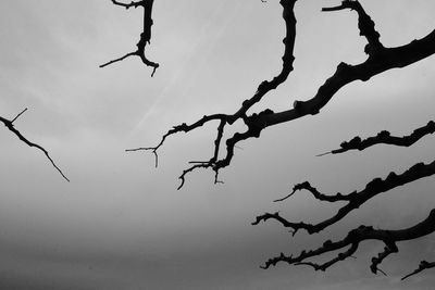 Low angle view of branch against sky