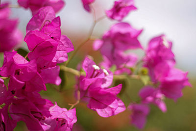 Close-up of pink flowering plant