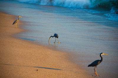 High angle view of birds on beach
