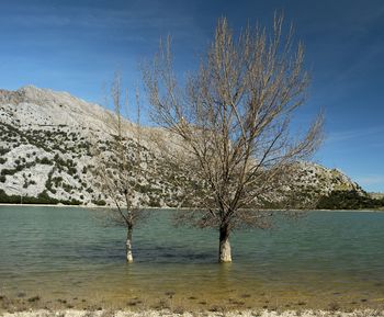 Bare tree by lake against sky