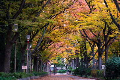 Trees in autumn