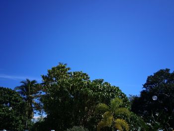 Low angle view of trees against blue sky