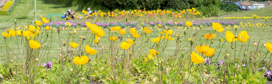 Yellow flowers growing on field 