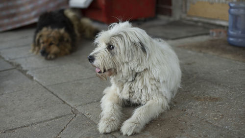 Close-up of dog