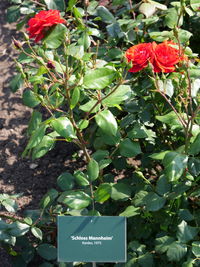 Close-up of red flowering plant with text