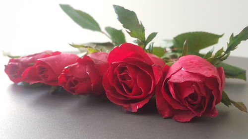 Close-up of rose roses