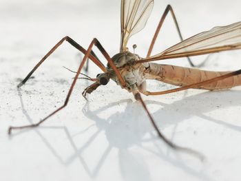 Close-up of insect