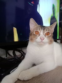 Portrait of cat sitting on table at home