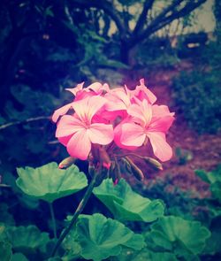 Close-up of pink flower