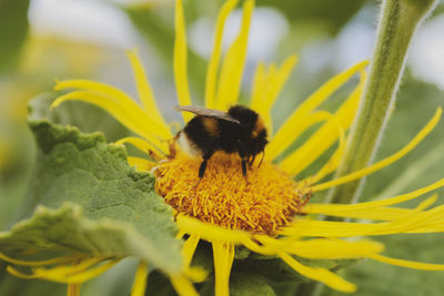 Close-up of bee pollinating on yellow flower