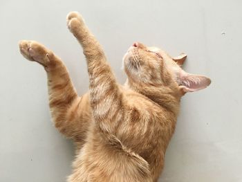 High angle view of cat against white background