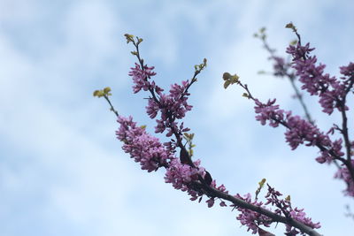 Low angle view of pink flowers blooming on tree against sky