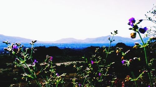 Close-up of flowers against mountain range