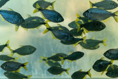 Close-up of fishes in the aquarius