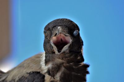 Close-up of a bird looking away against blue sky