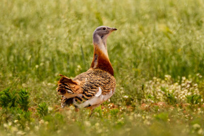 View of duck on field