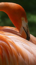 Close-up of bird