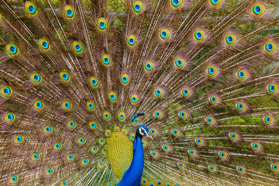 Full frame shot of peacock