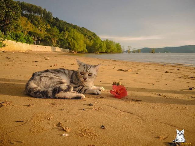 animal themes, beach, sand, domestic animals, mammal, one animal, pets, shore, relaxation, sky, dog, sea, water, nature, sitting, lying down, resting, relaxing, outdoors, day