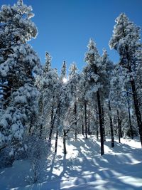 Scenic view of snow covered landscape