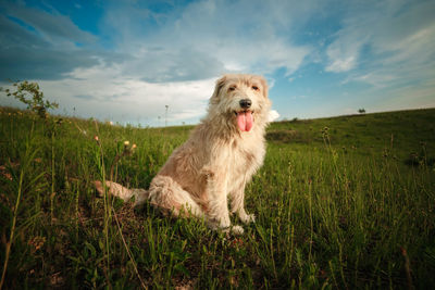 Dog looking away on field