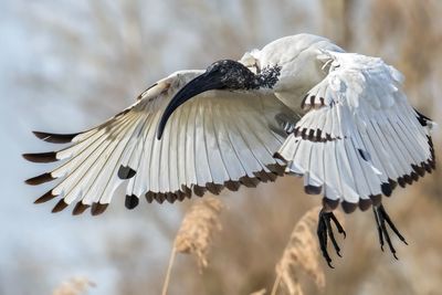 Close-up of birds flying in mid-air