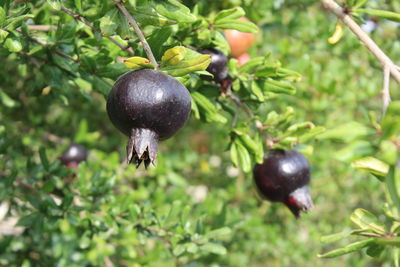 Close-up of blackberries growing on tree