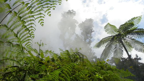 Low angle view of palm trees against sky