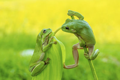 Close-up of frogs on leaves 