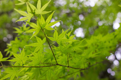 Close-up of wet leaves