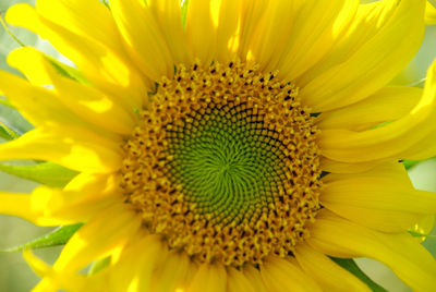 Close-up of yellow sunflower blooming outdoors