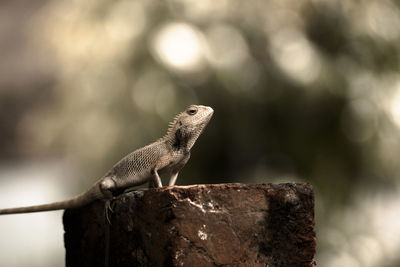 Oriental garden lizard on rock