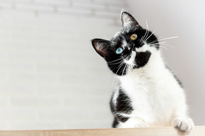 Close up portrait of gorgeous black and white cat with heterochromia, bottom view. 