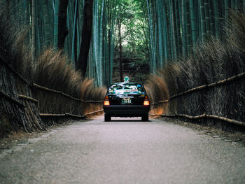 Car on tree