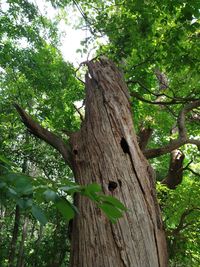 Low angle view of a tree