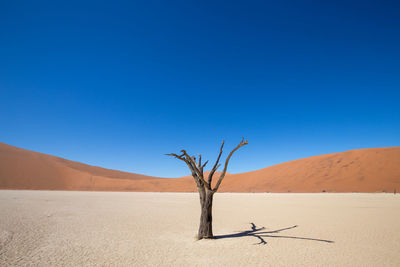 Dead tree on desert against clear blue sky