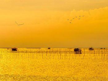 Birds flying in the sky during sunset