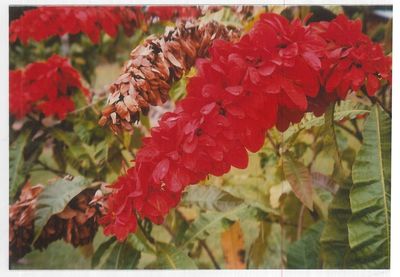 Close-up of red flowering plant leaves