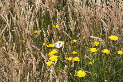 Yellow flowers blooming in field