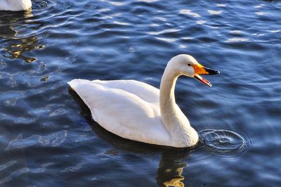 High angle view of swan swimming in lake