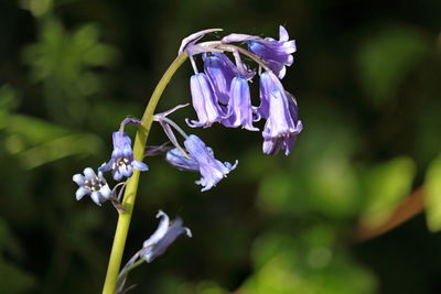 Close-up of purple flowering plant