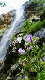 Close-up of purple flowers
