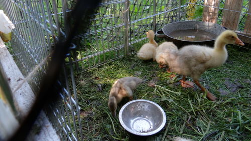 High angle view of ducks on field