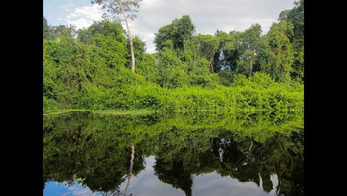 Reflection of trees in lake