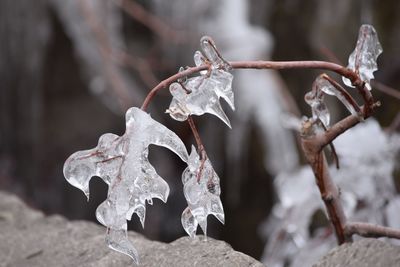 Close-up of frozen water during winter