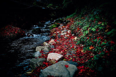 Red water in forest