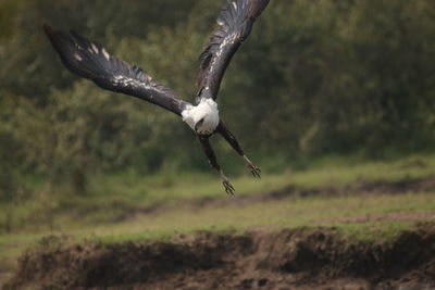 Close-up of eagle flying over field